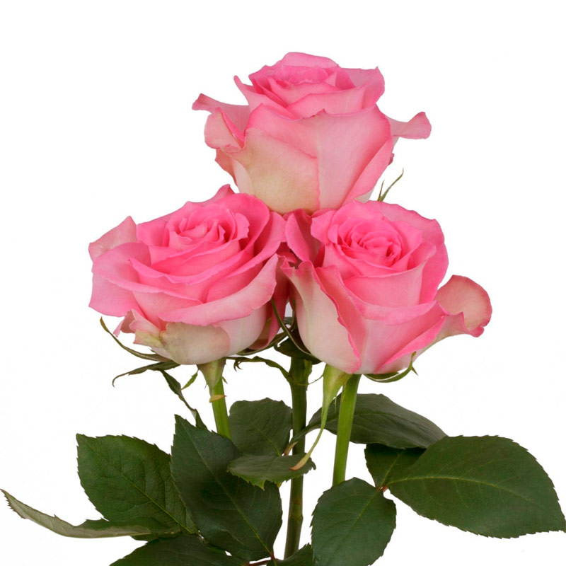 Colección de rosas rosadas