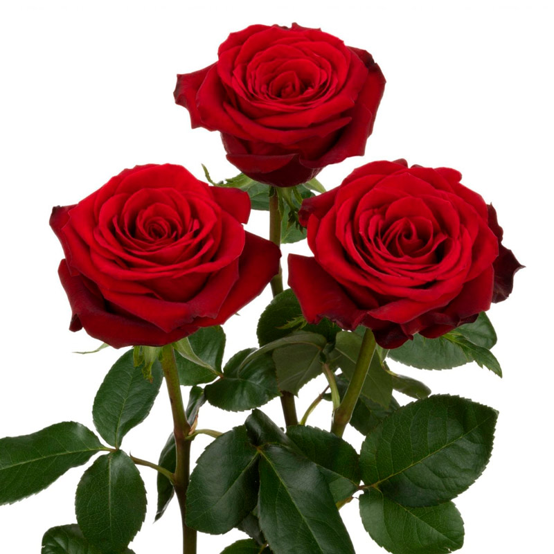 Colección de rosas rojas