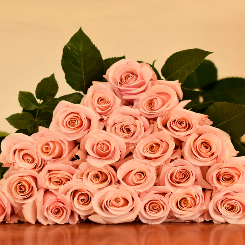 Rosas rosadas Omega Roses