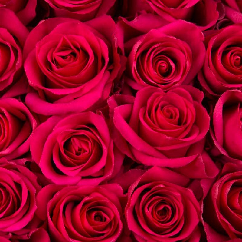 Rosas rojas Omega Roses