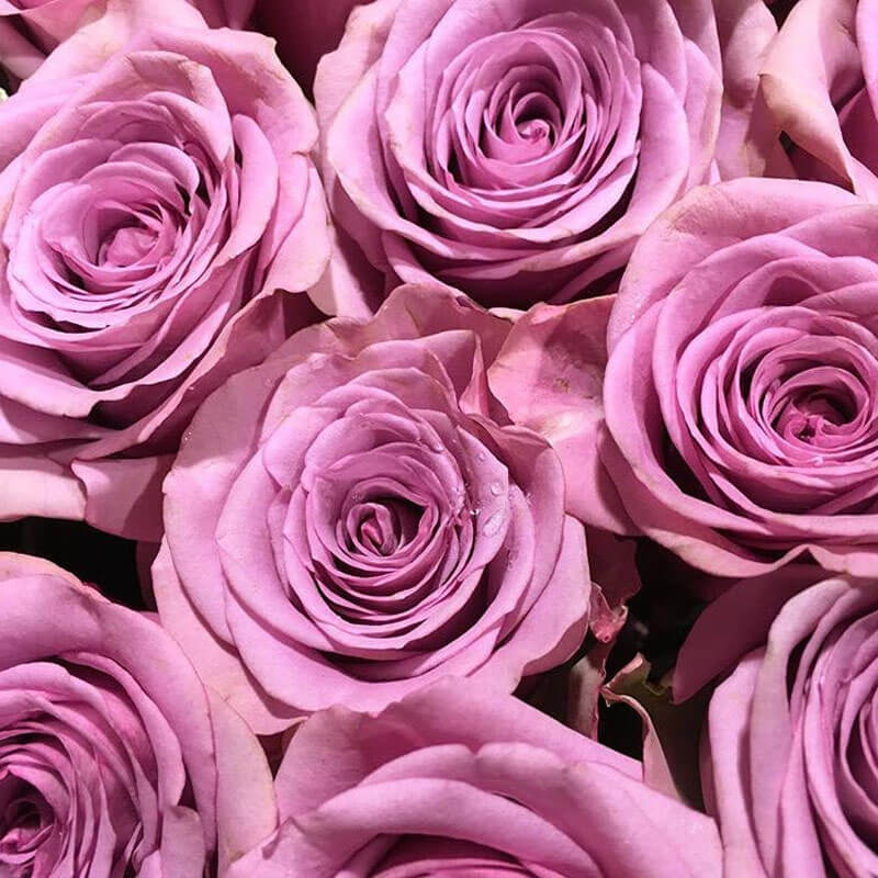 Colección de tonos especiales